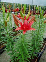 [1608 RedTwin No02.JPG]